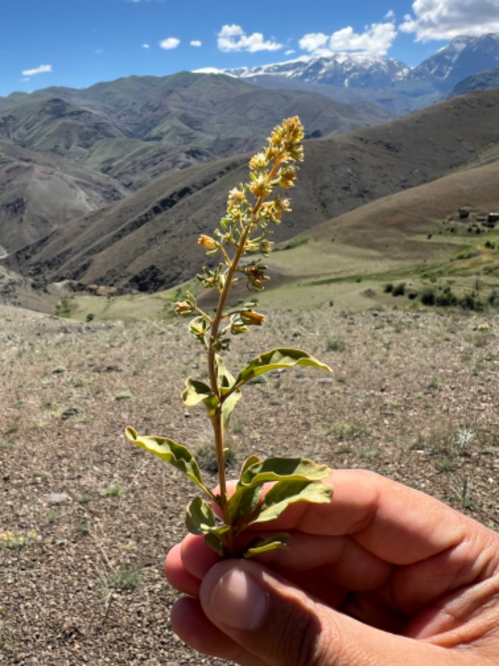 Reseda armena