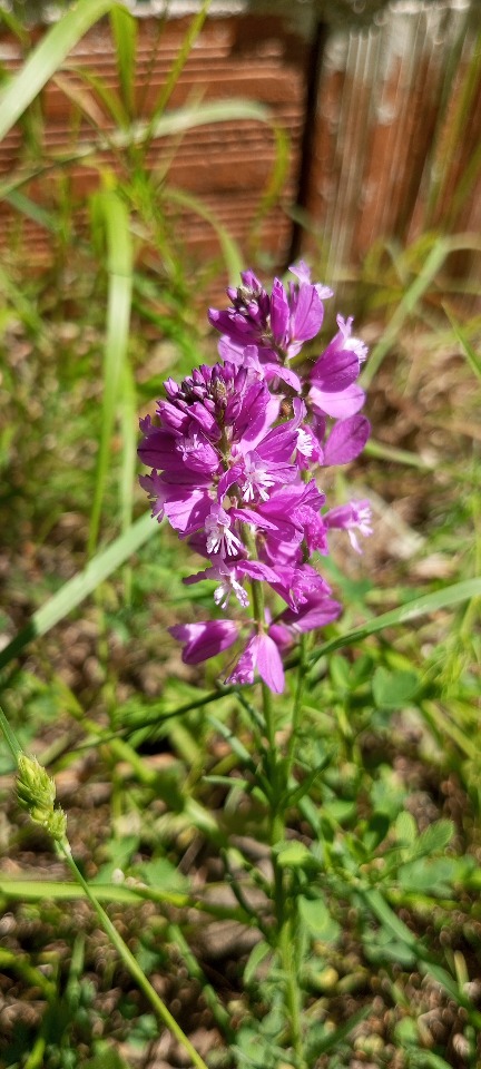 Polygala major