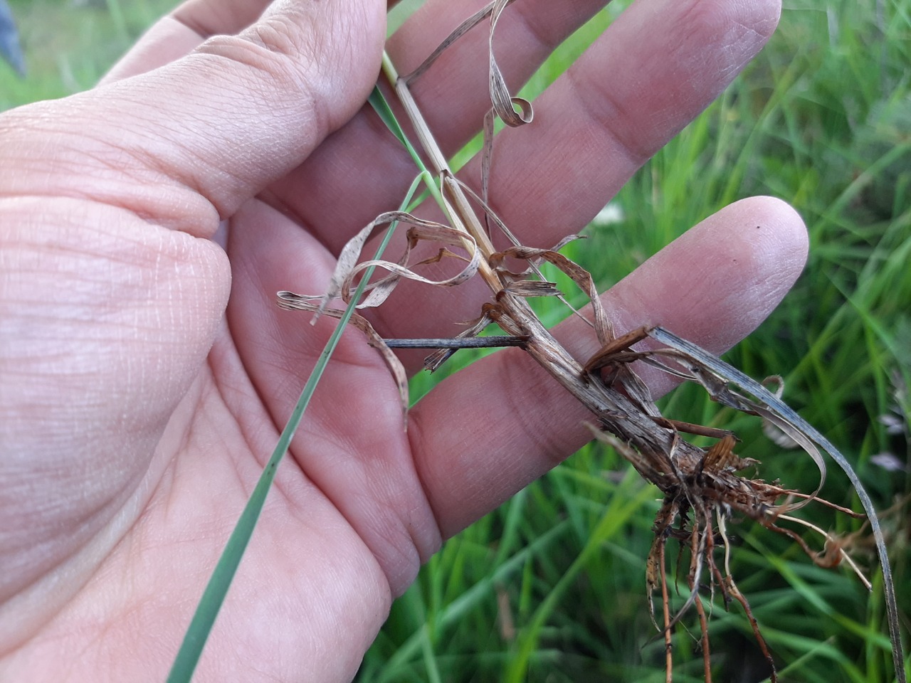 Phleum paniculatum