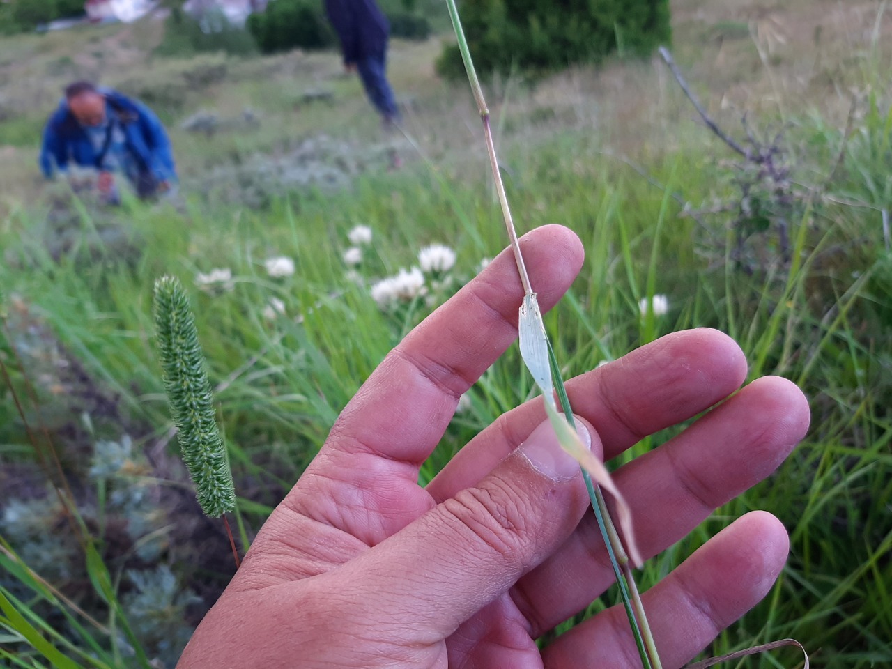 Phleum paniculatum