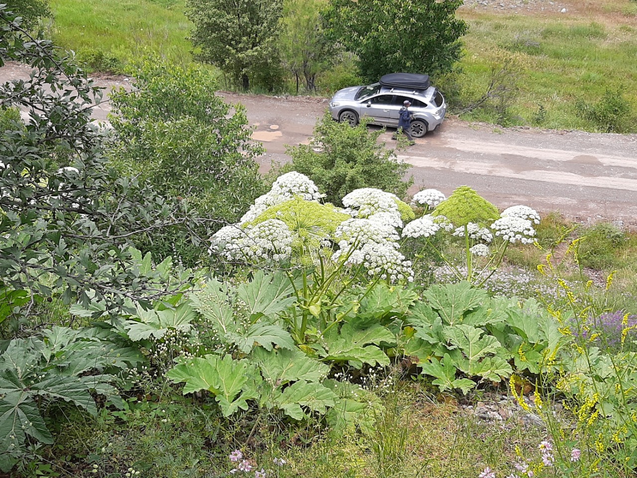 Heracleum persicum