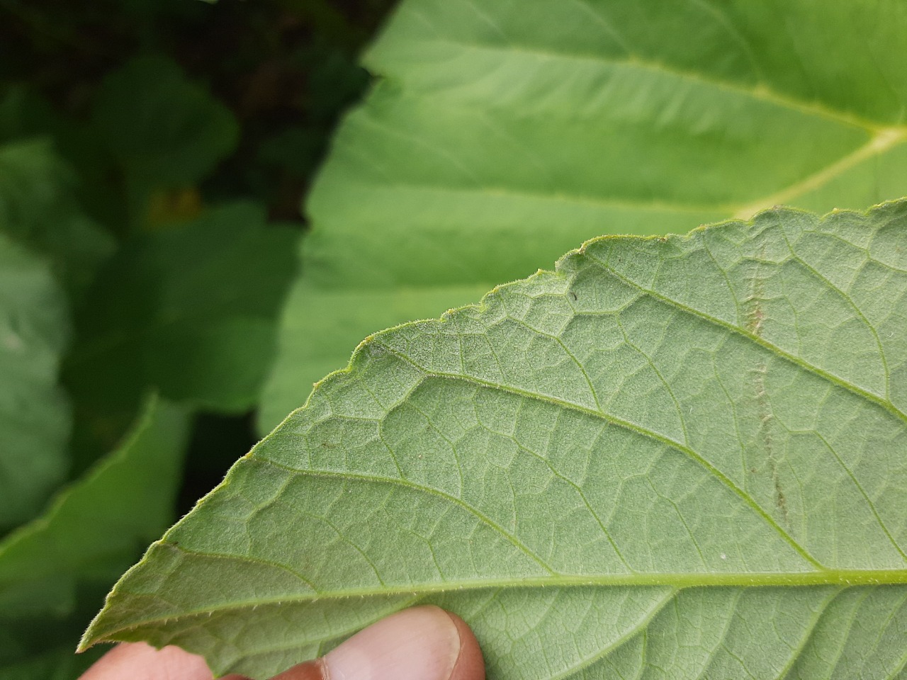 Heracleum persicum