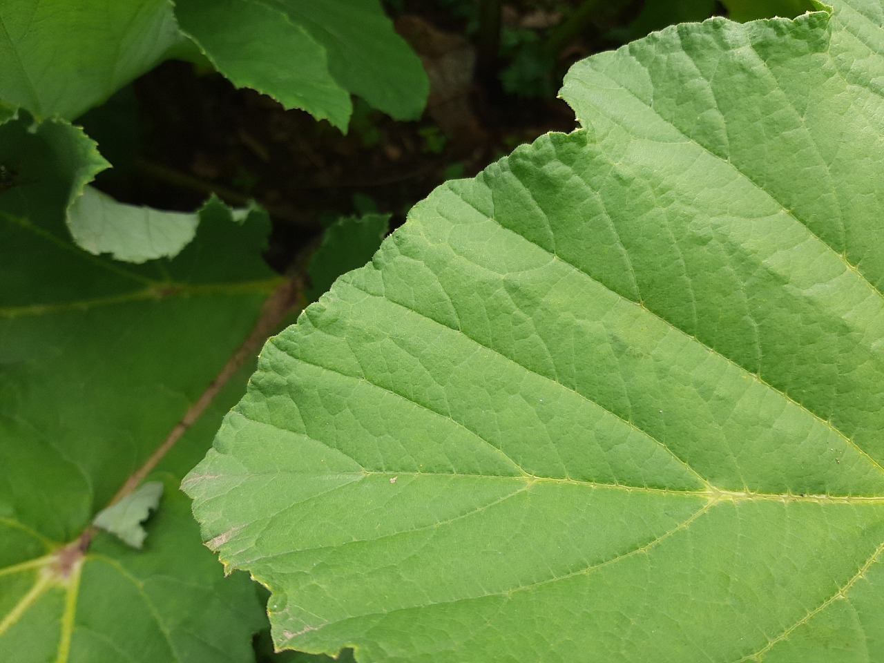 Heracleum persicum