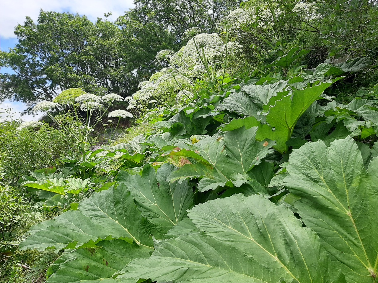 Heracleum persicum