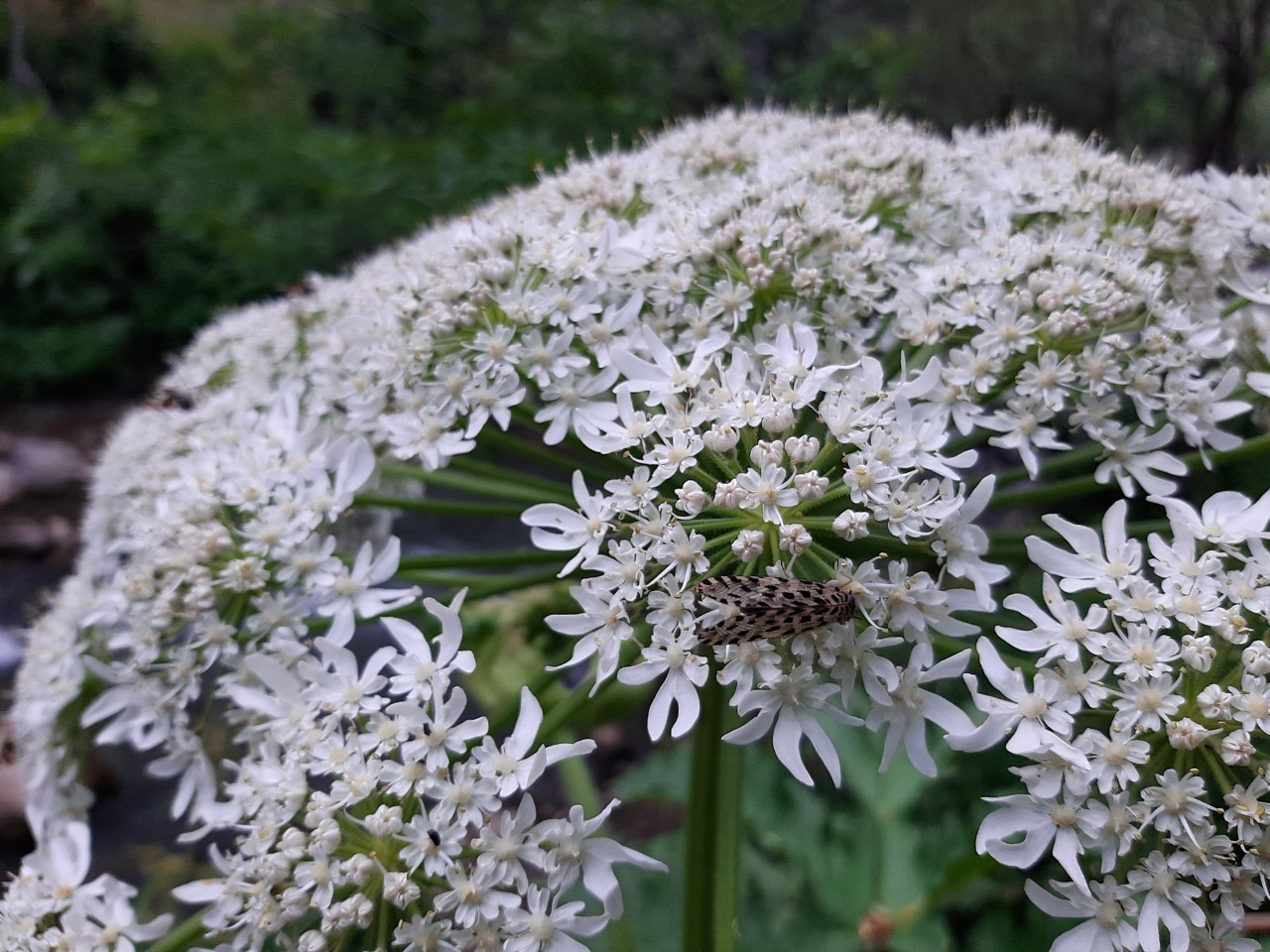 Heracleum persicum