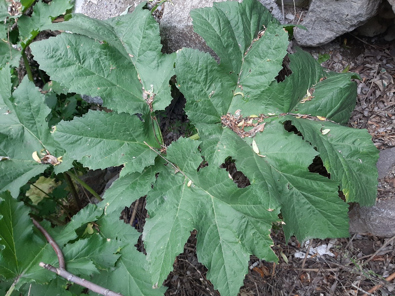 Heracleum persicum