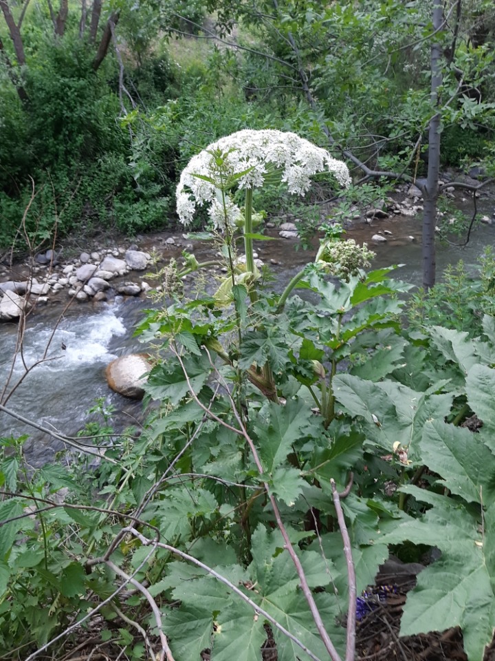 Heracleum persicum