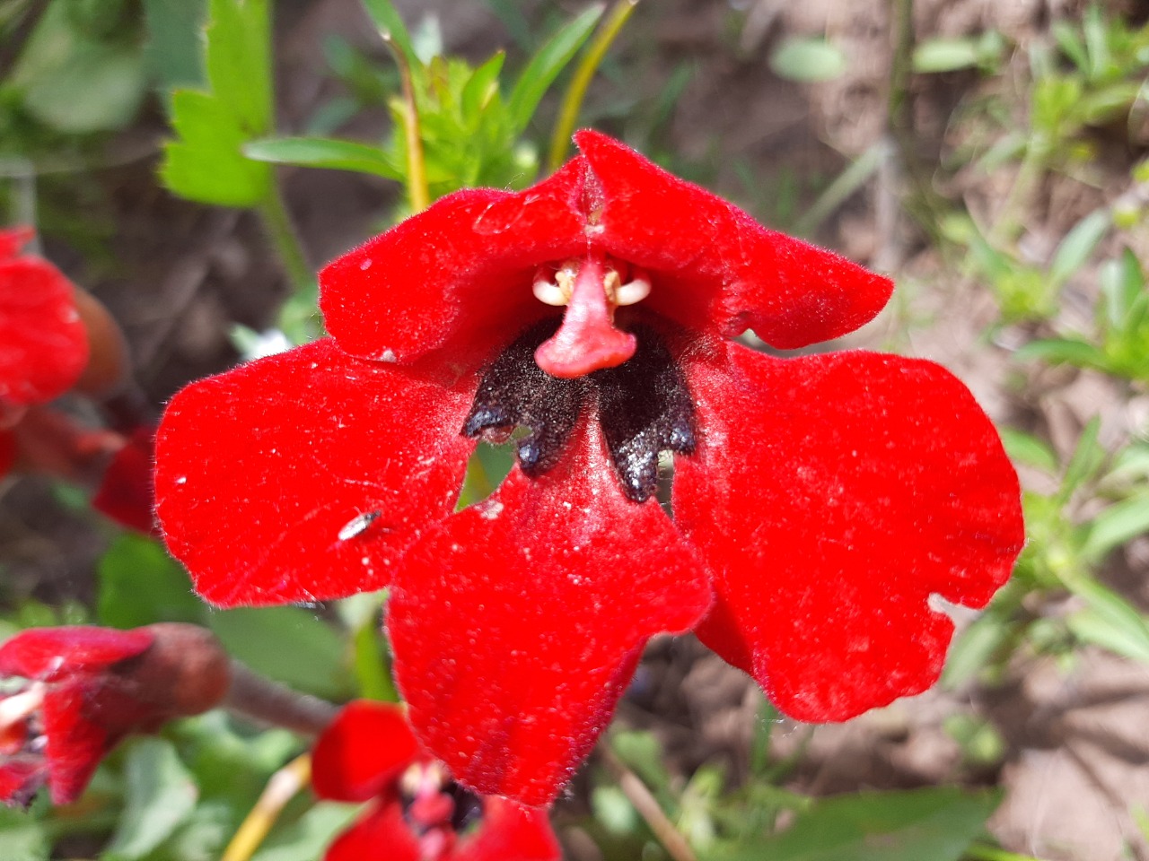 Phelypaea tournefortii