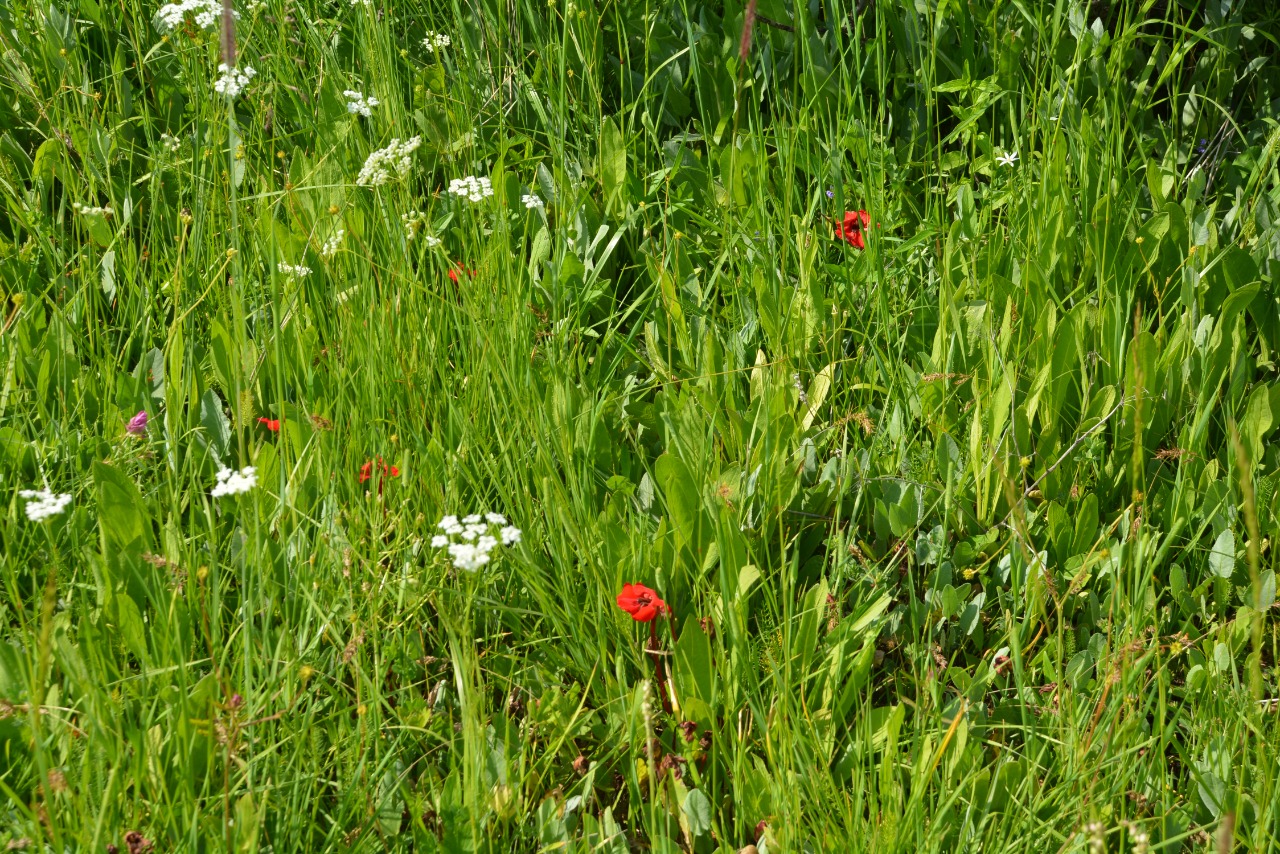 Phelypaea tournefortii