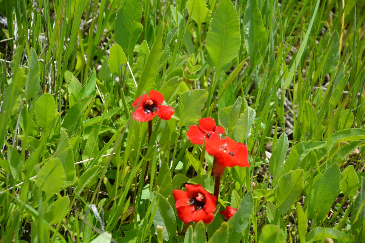 Phelypaea tournefortii