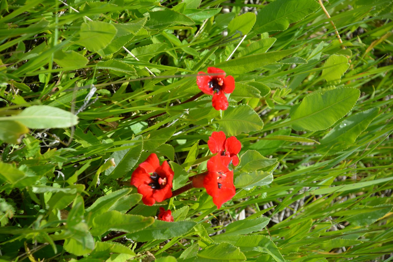 Phelypaea tournefortii