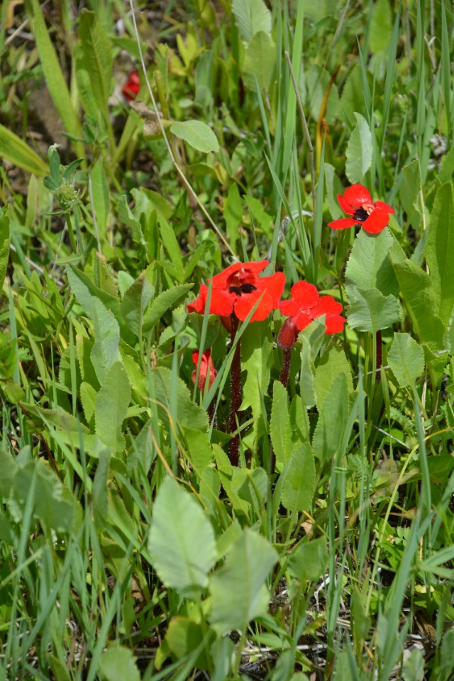 Phelypaea tournefortii