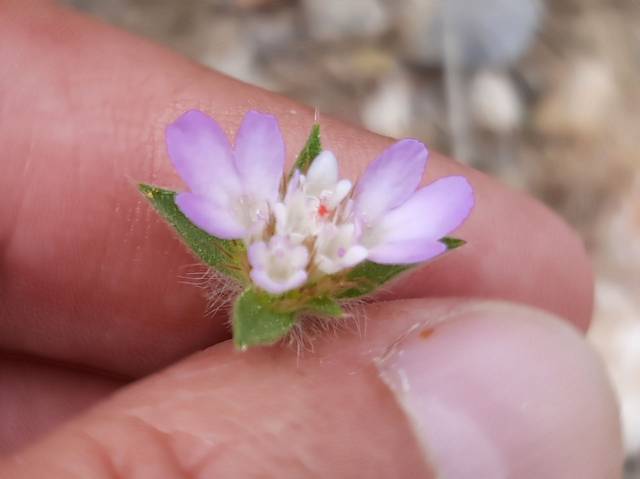 Pterocephalus plumosus