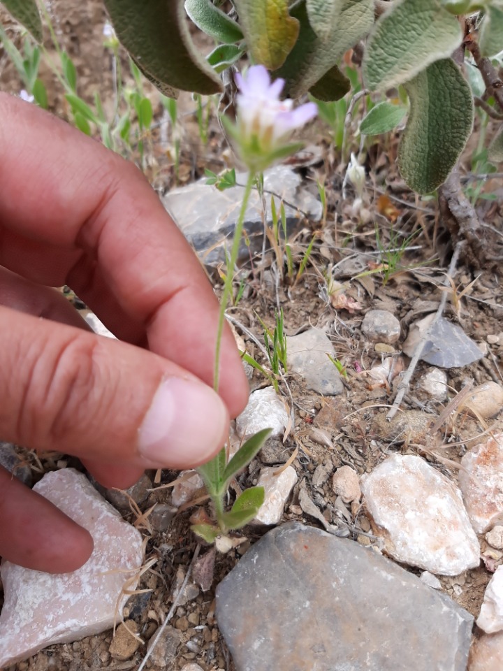 Pterocephalus plumosus