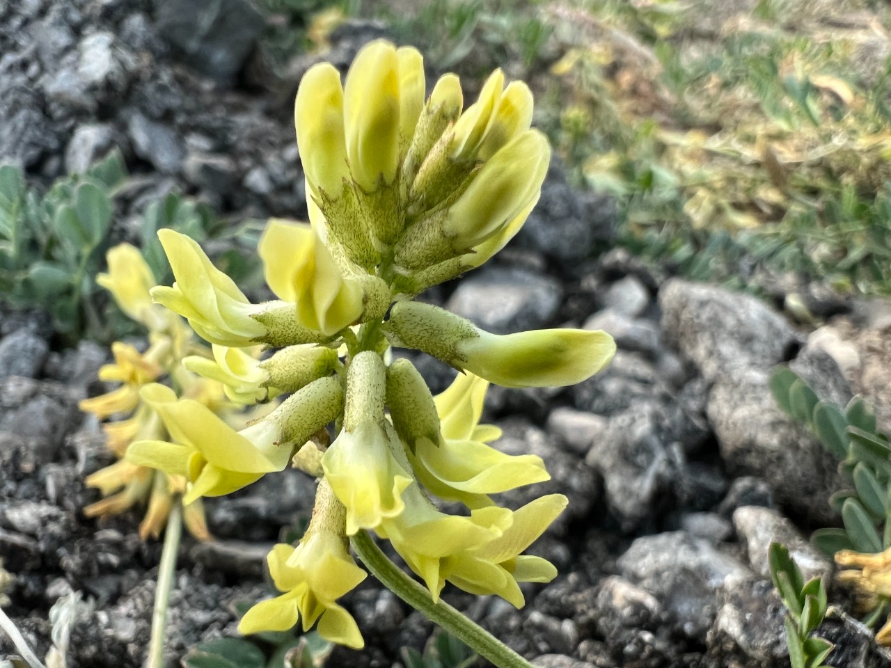 Astragalus odoratus