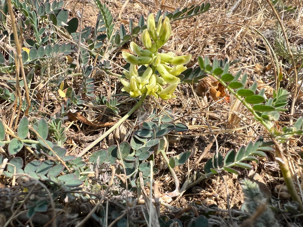 Astragalus odoratus