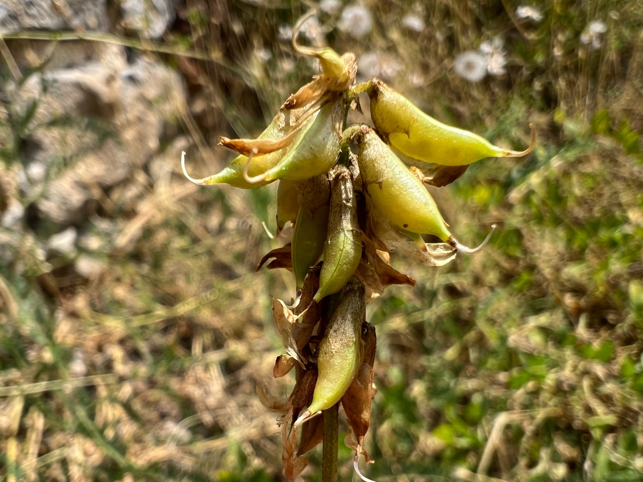 Astragalus odoratus