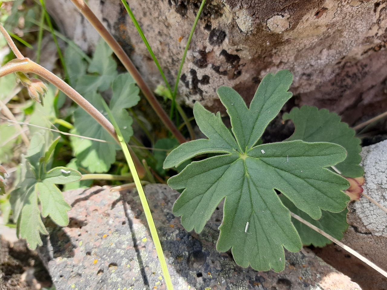 Pelargonium endlicherianum