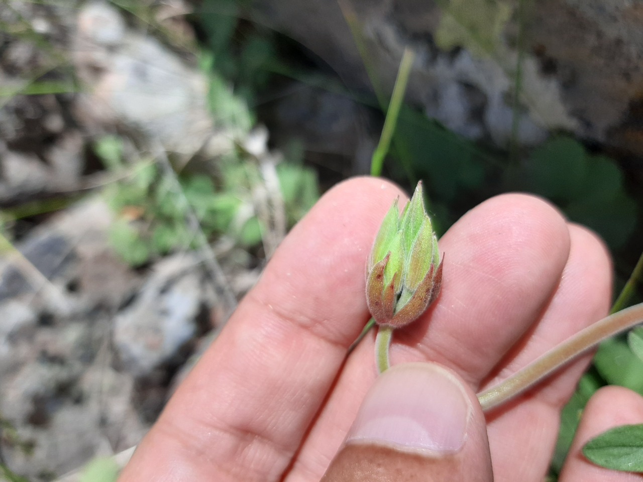 Pelargonium endlicherianum