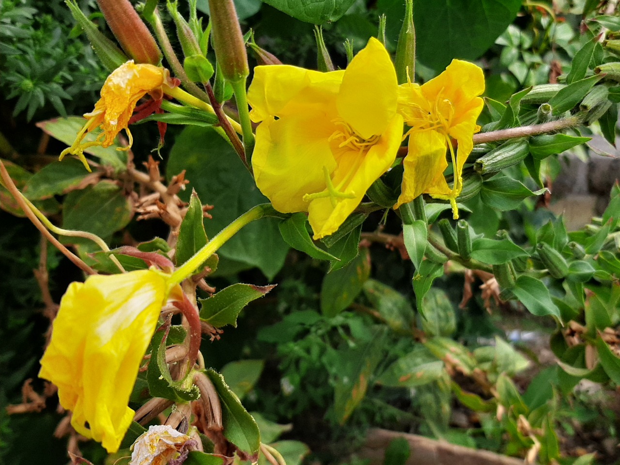 Oenothera glazioviana