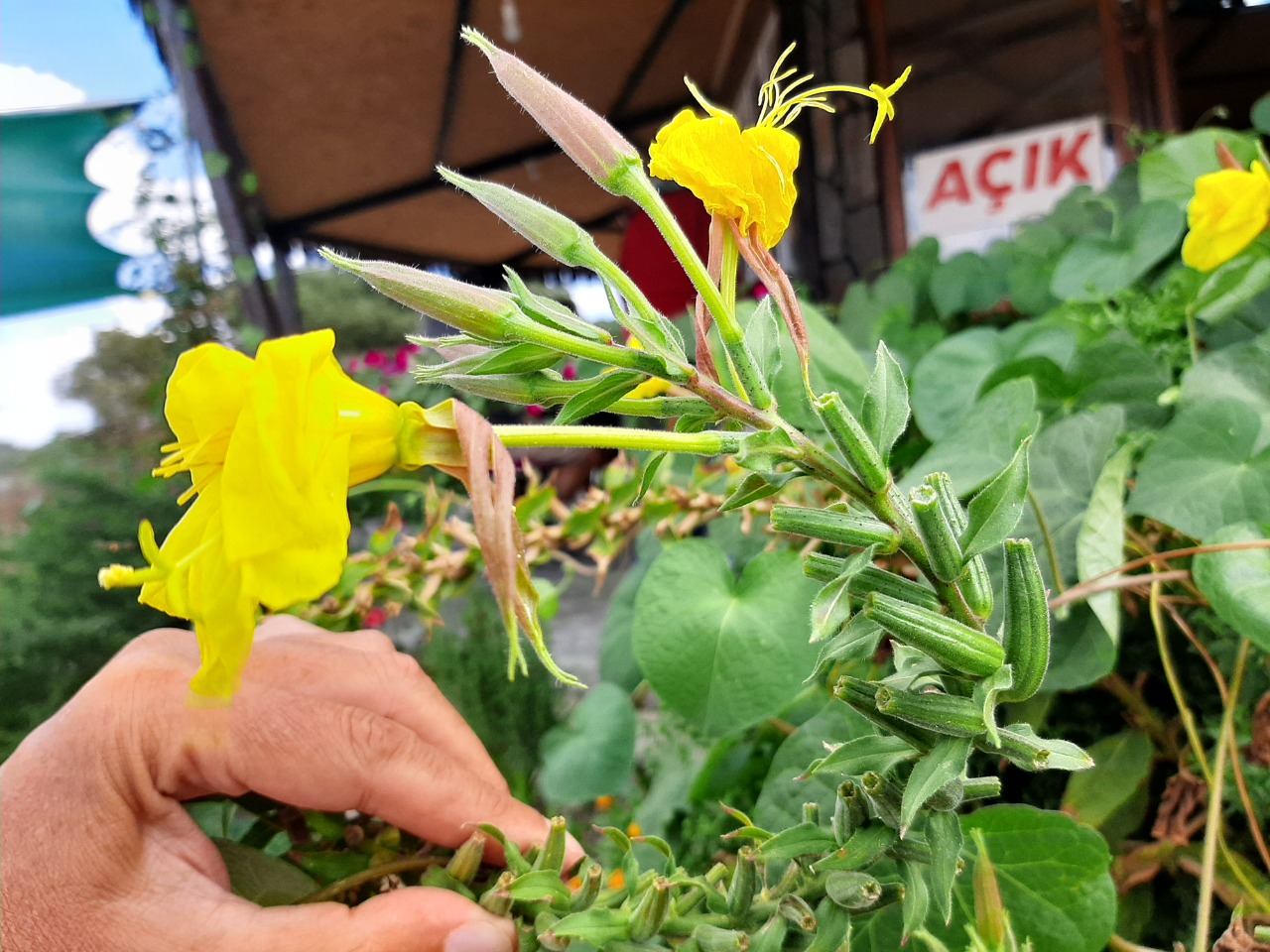 Oenothera glazioviana