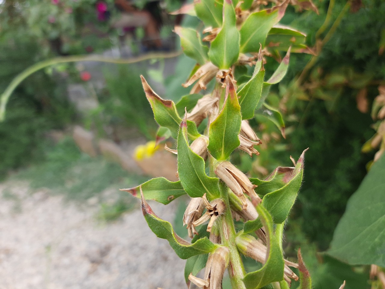 Oenothera glazioviana