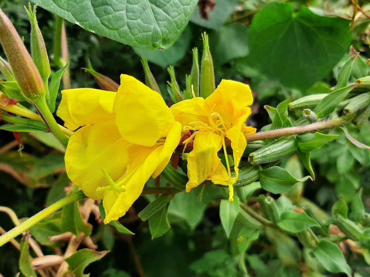 Oenothera glazioviana