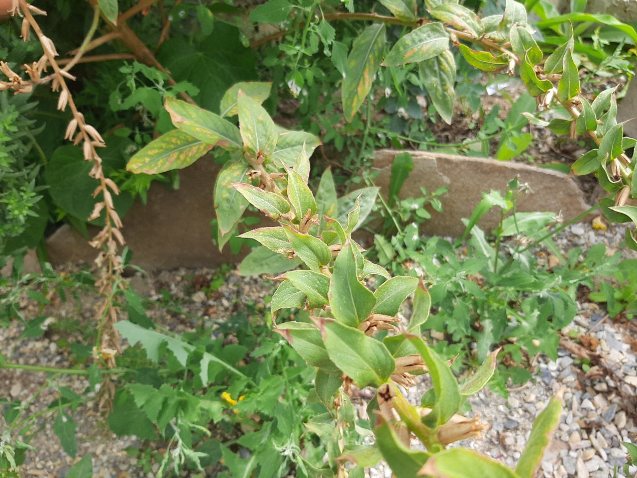 Oenothera glazioviana