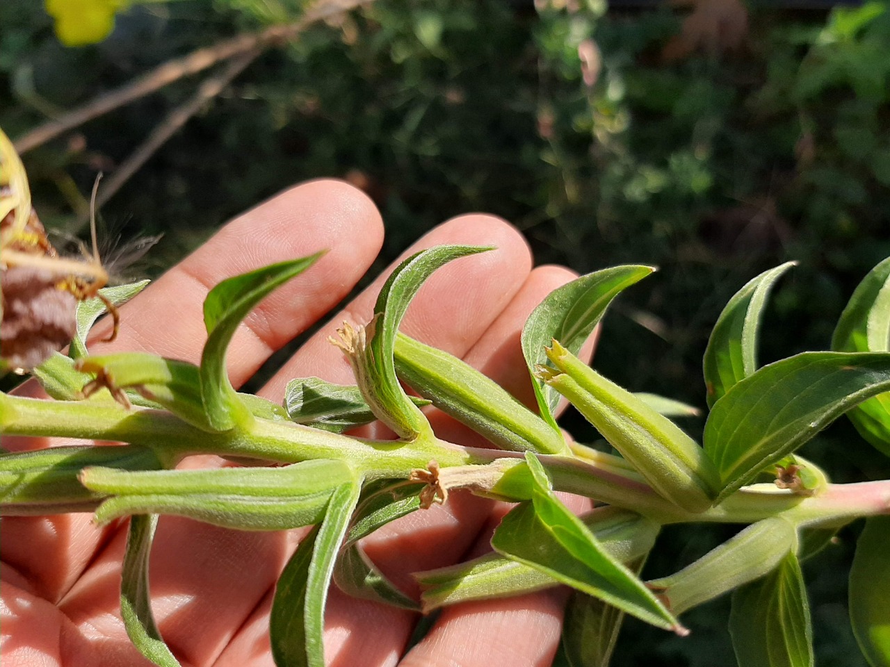 Oenothera glazioviana