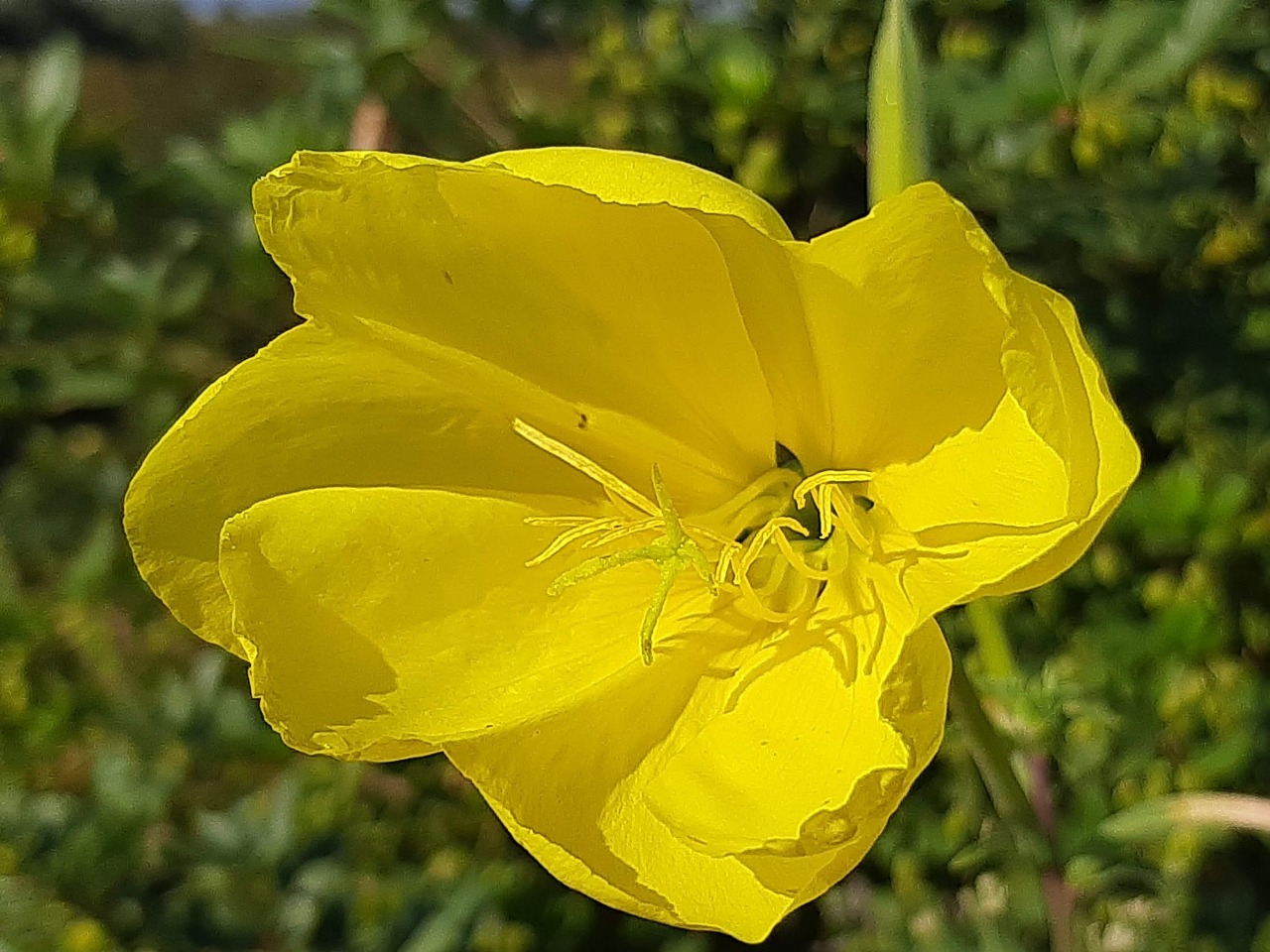 Oenothera glazioviana