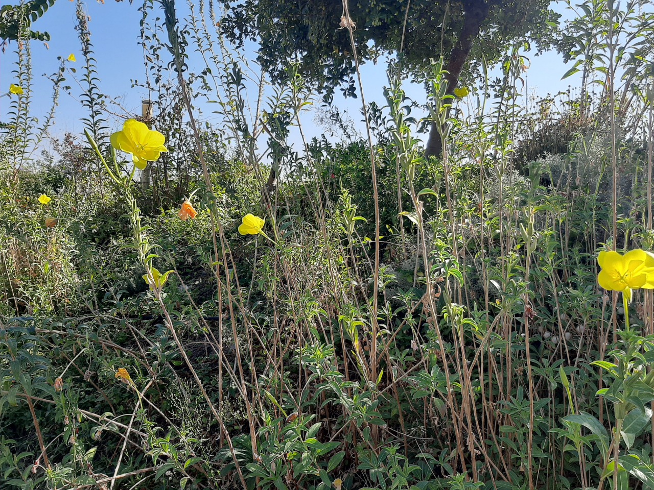 Oenothera glazioviana