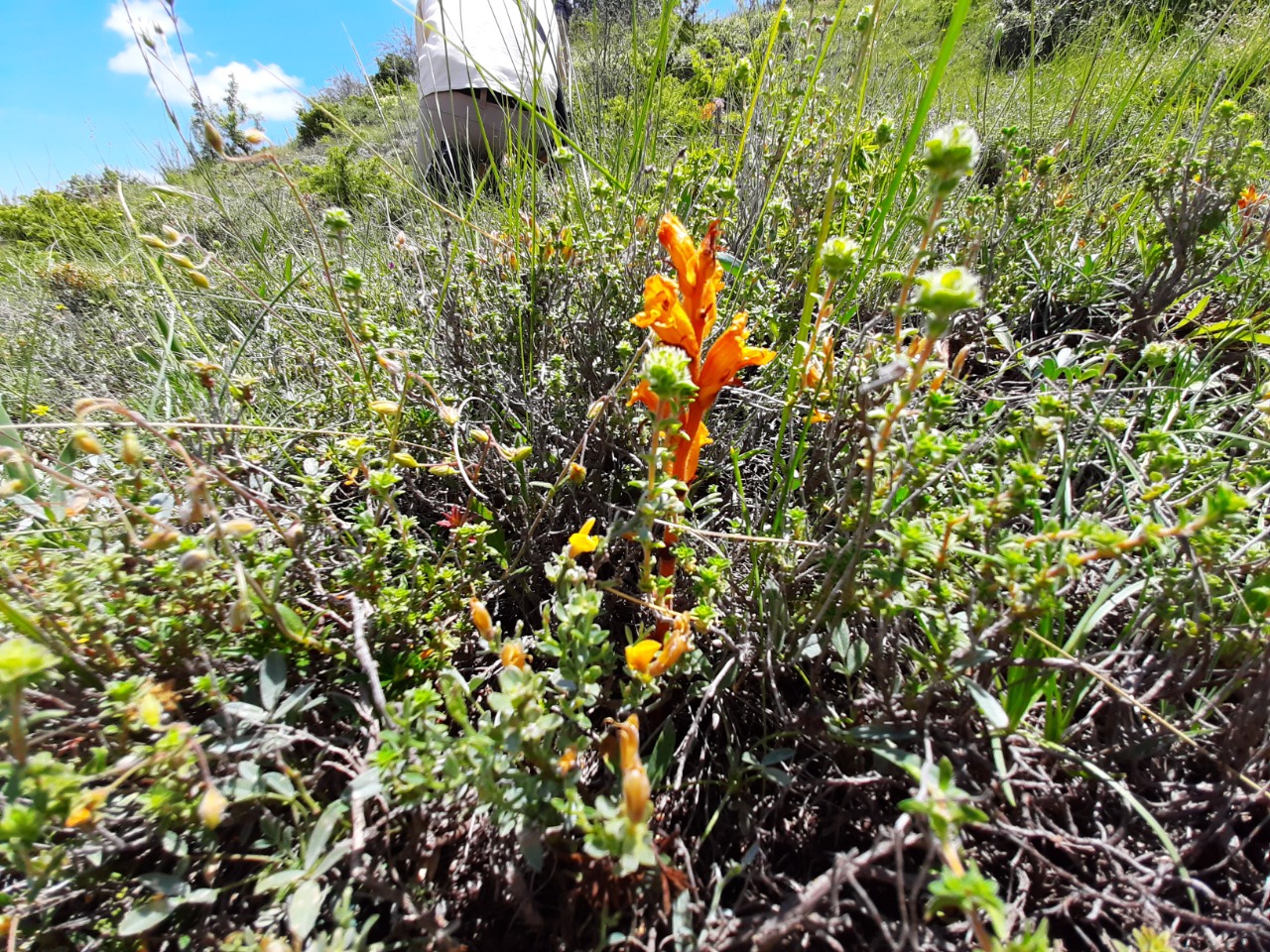 Orobanche alba