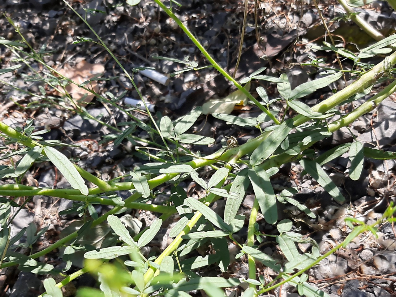 Cleome ornithopodioides