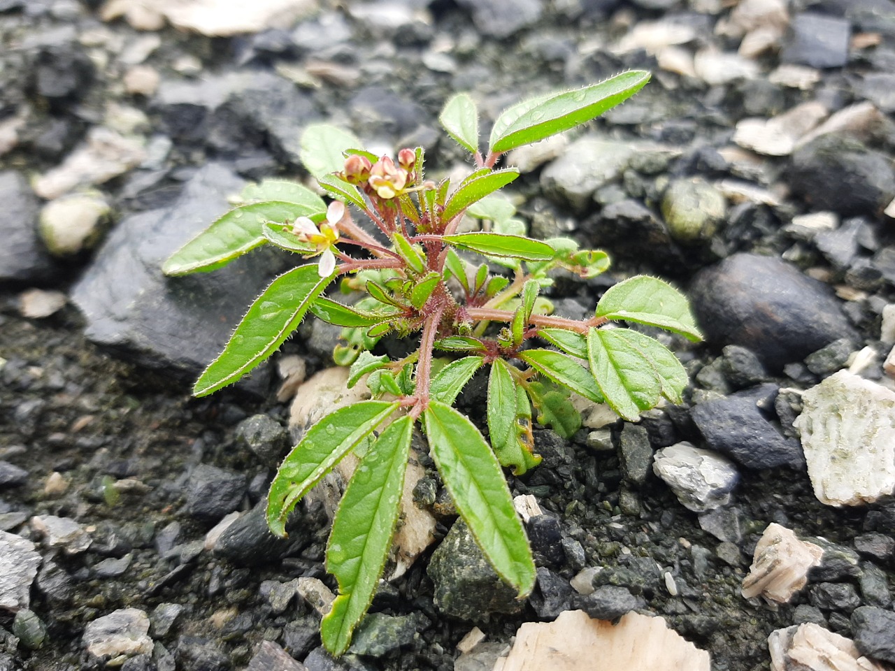 Cleome ornithopodioides