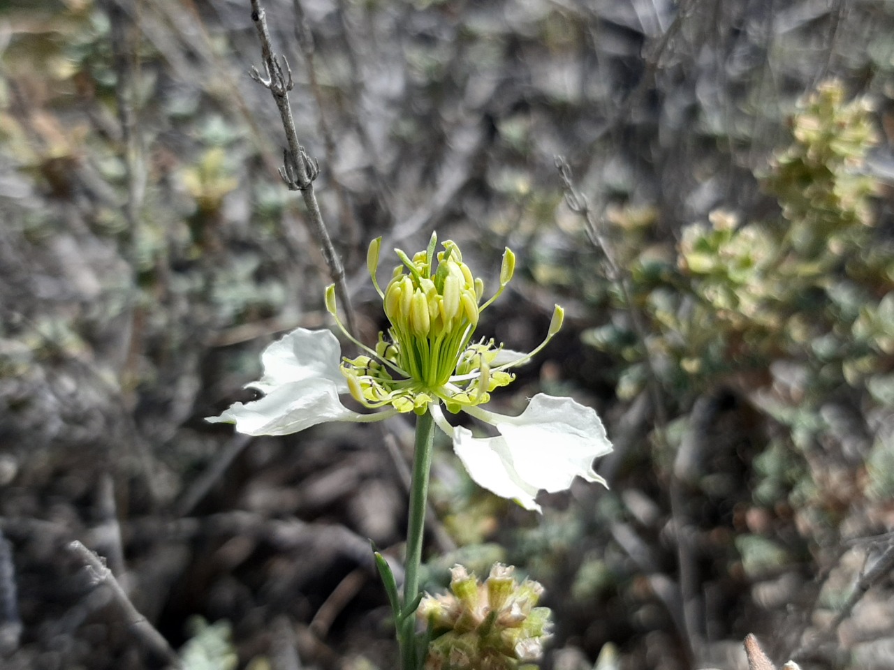 Nigella arvensis