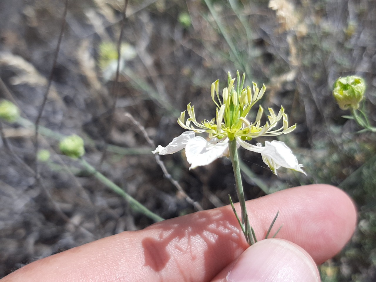 Nigella arvensis