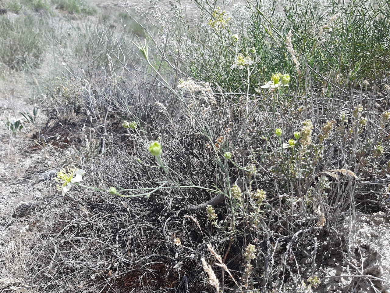 Nigella arvensis