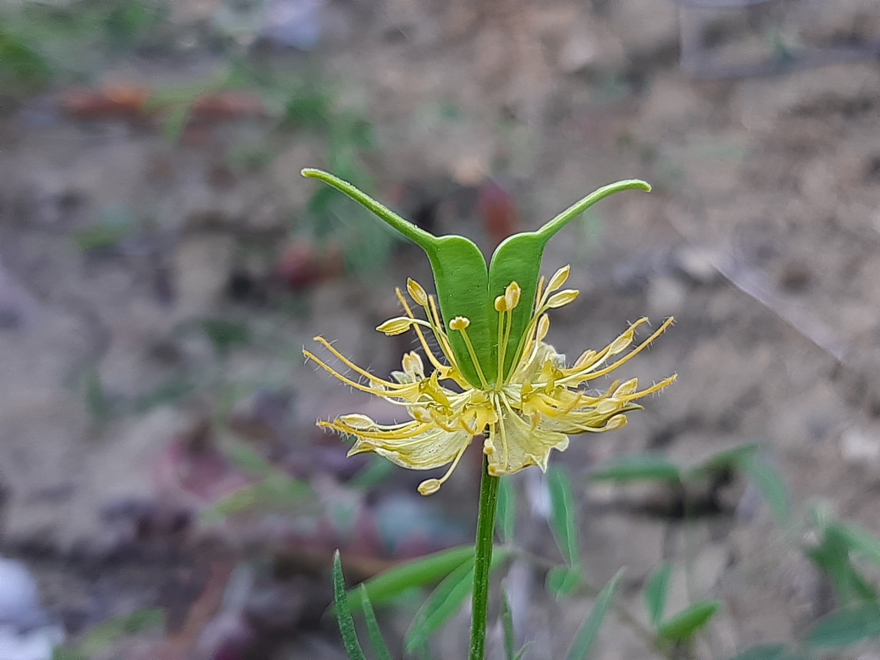 Nigella latisecta