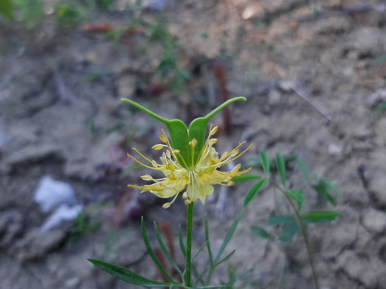 Nigella latisecta