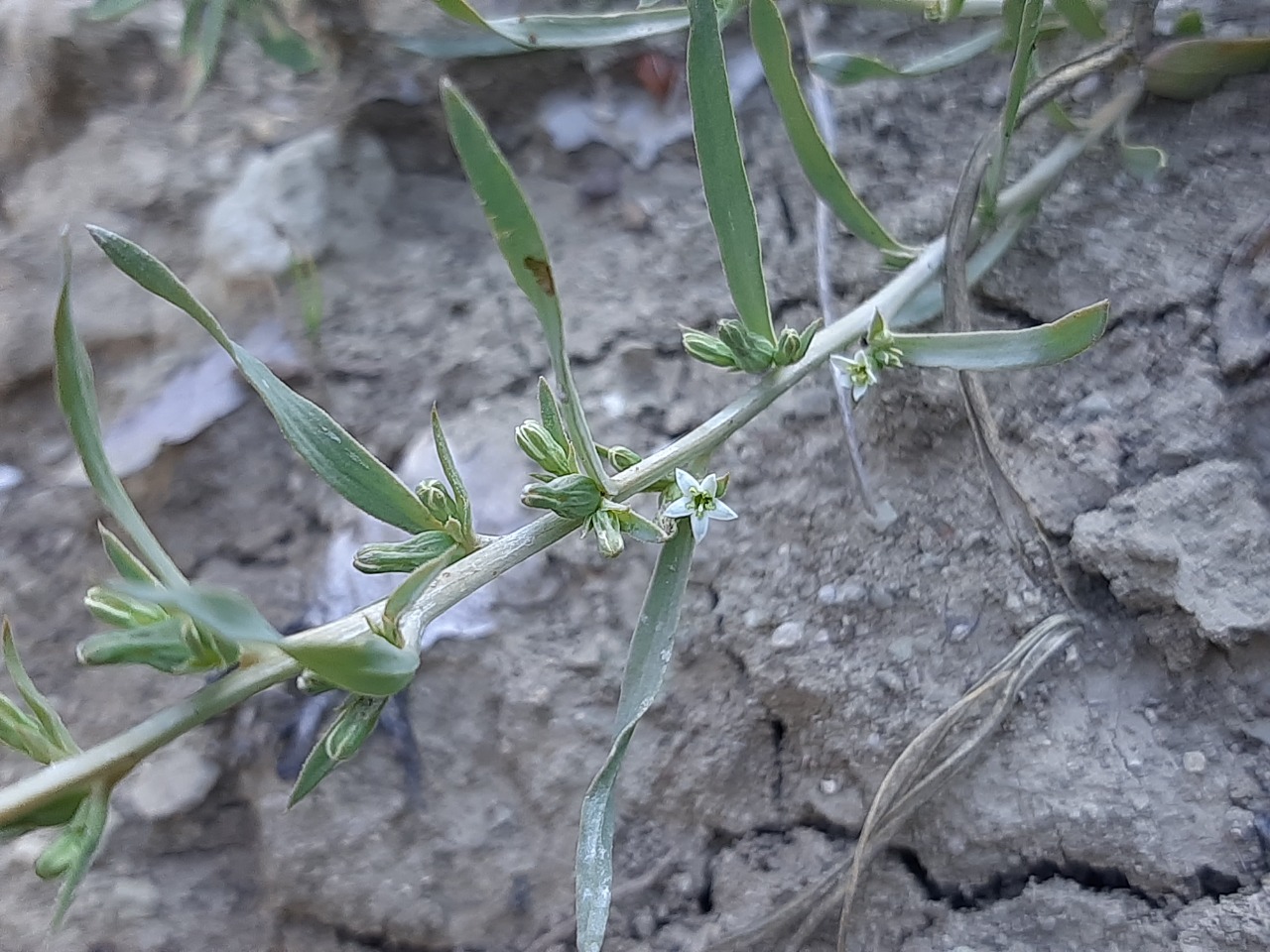 Thesium procumbens