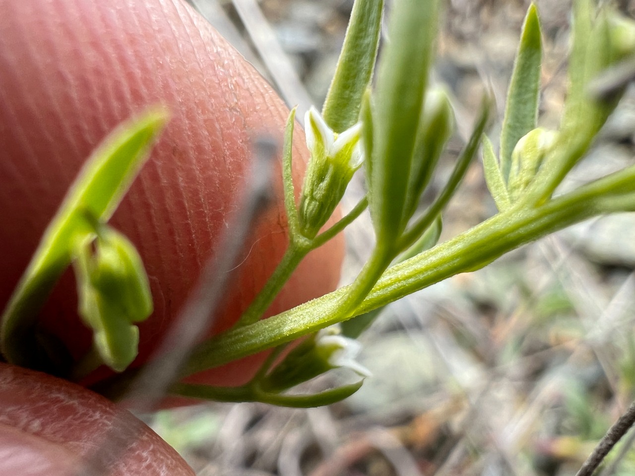 Thesium procumbens