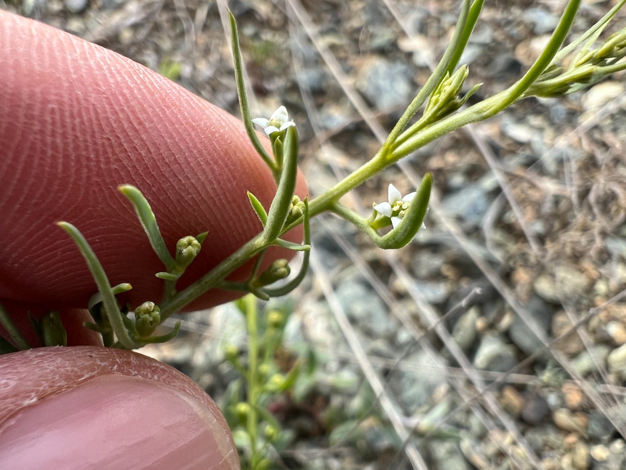 Thesium procumbens