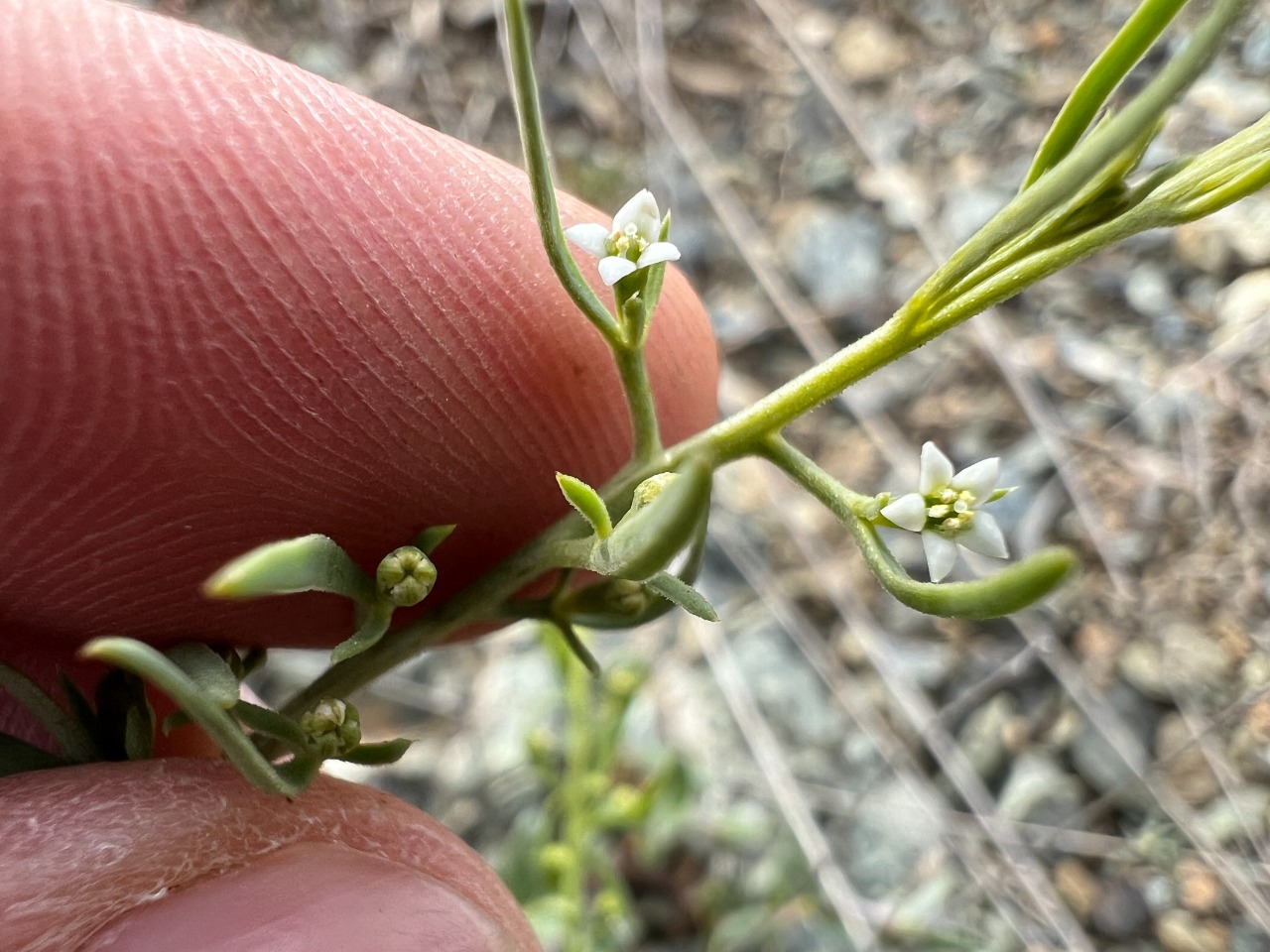Thesium procumbens