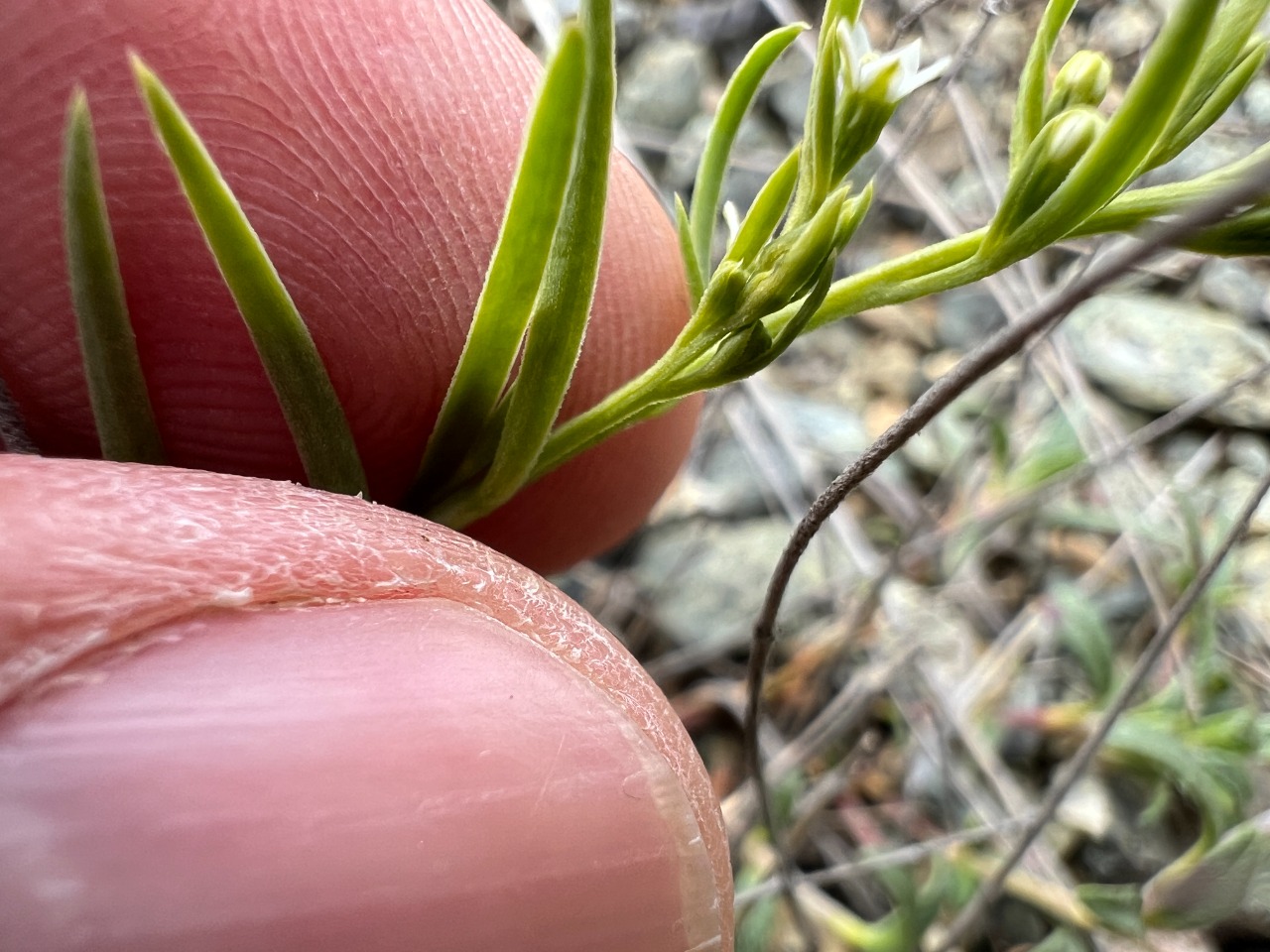 Thesium procumbens