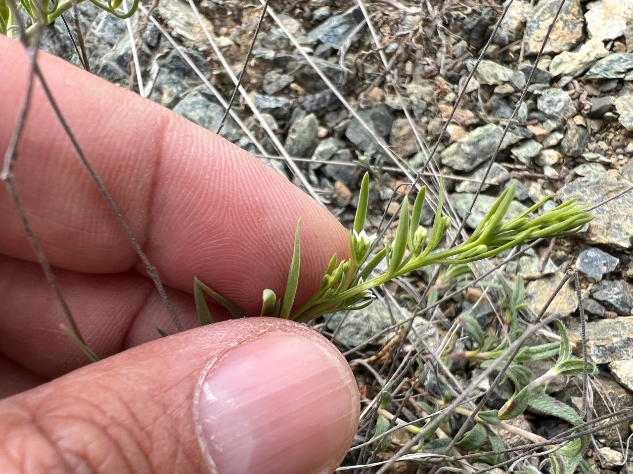 Thesium procumbens