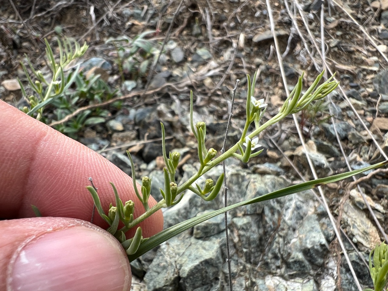 Thesium procumbens