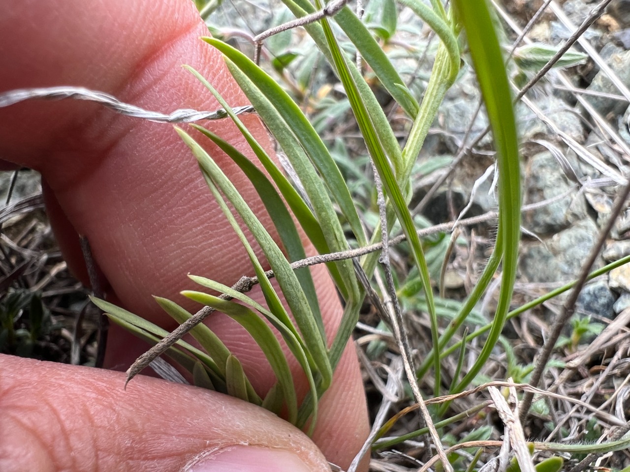 Thesium procumbens