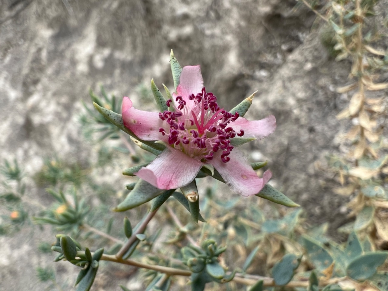 Reaumuria alternifolia