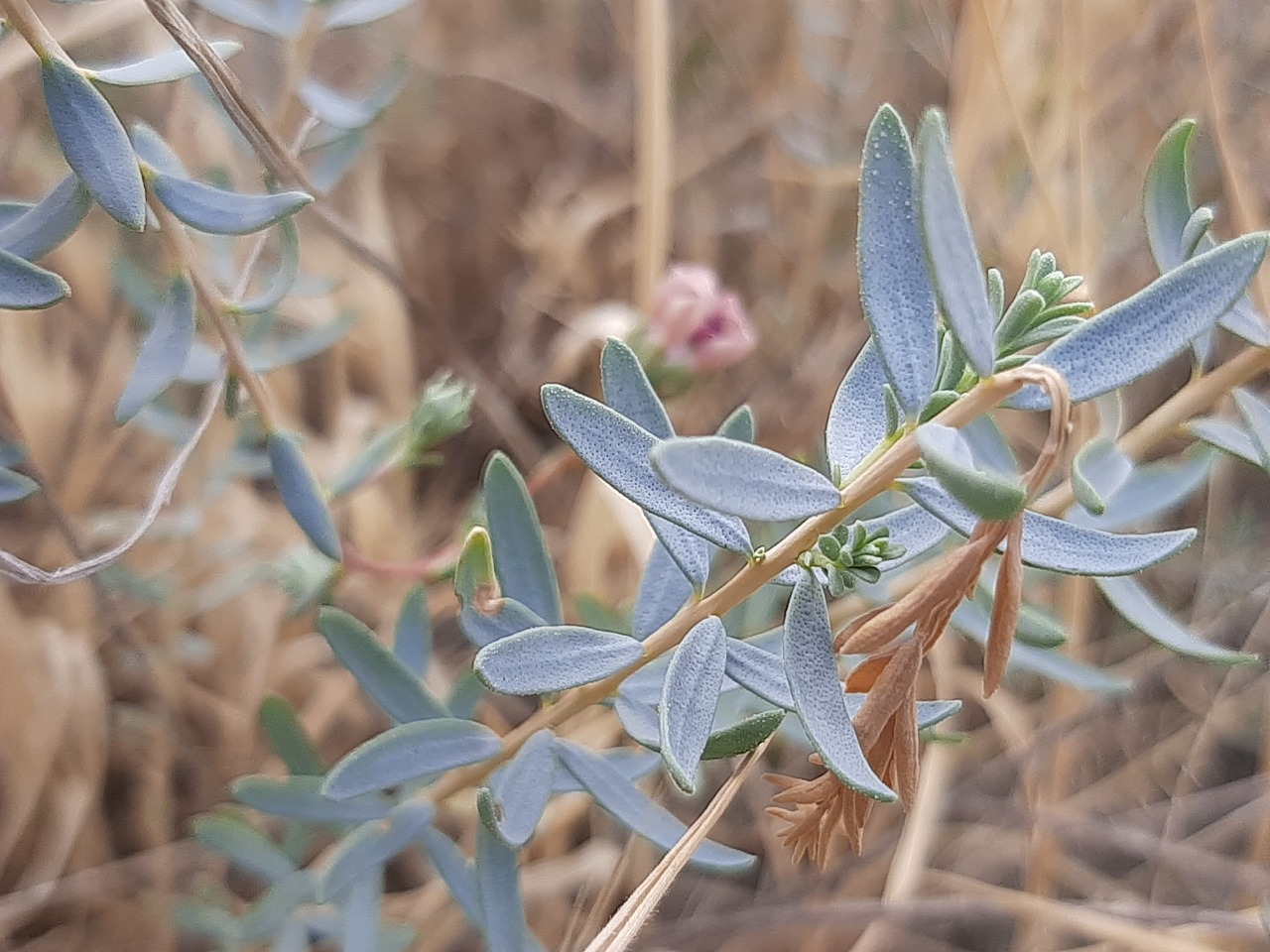 Reaumuria alternifolia