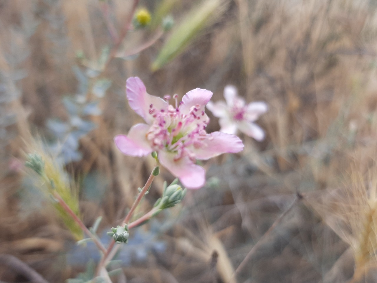 Reaumuria alternifolia